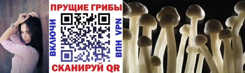 даркнет официальный сайт  Ладушкин  Псилоцибиновые грибы Cubensis 